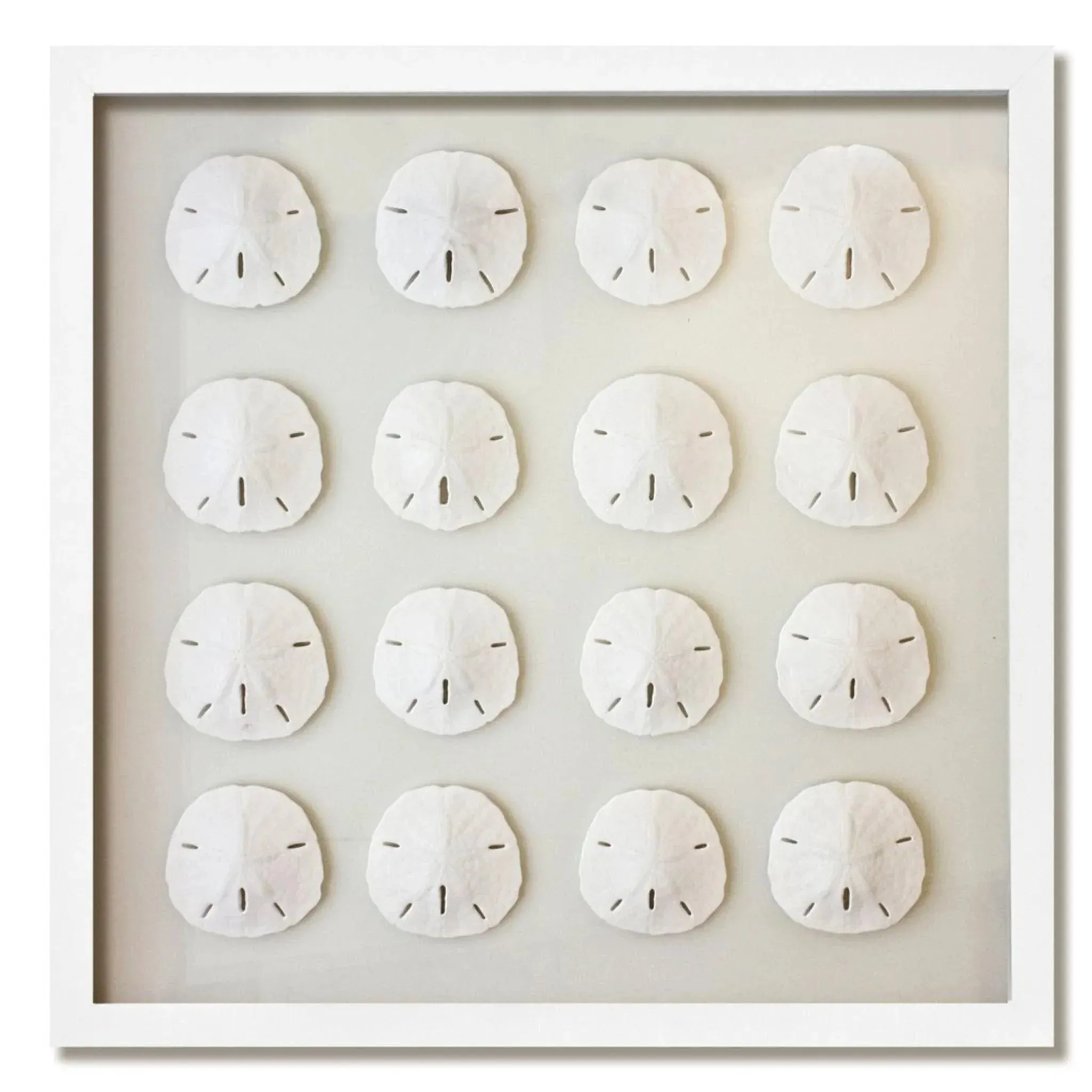 16 Florida Sand Dollars Nautical Coastal Beach Wall Art- Available in a Variety of Frames & Sizes