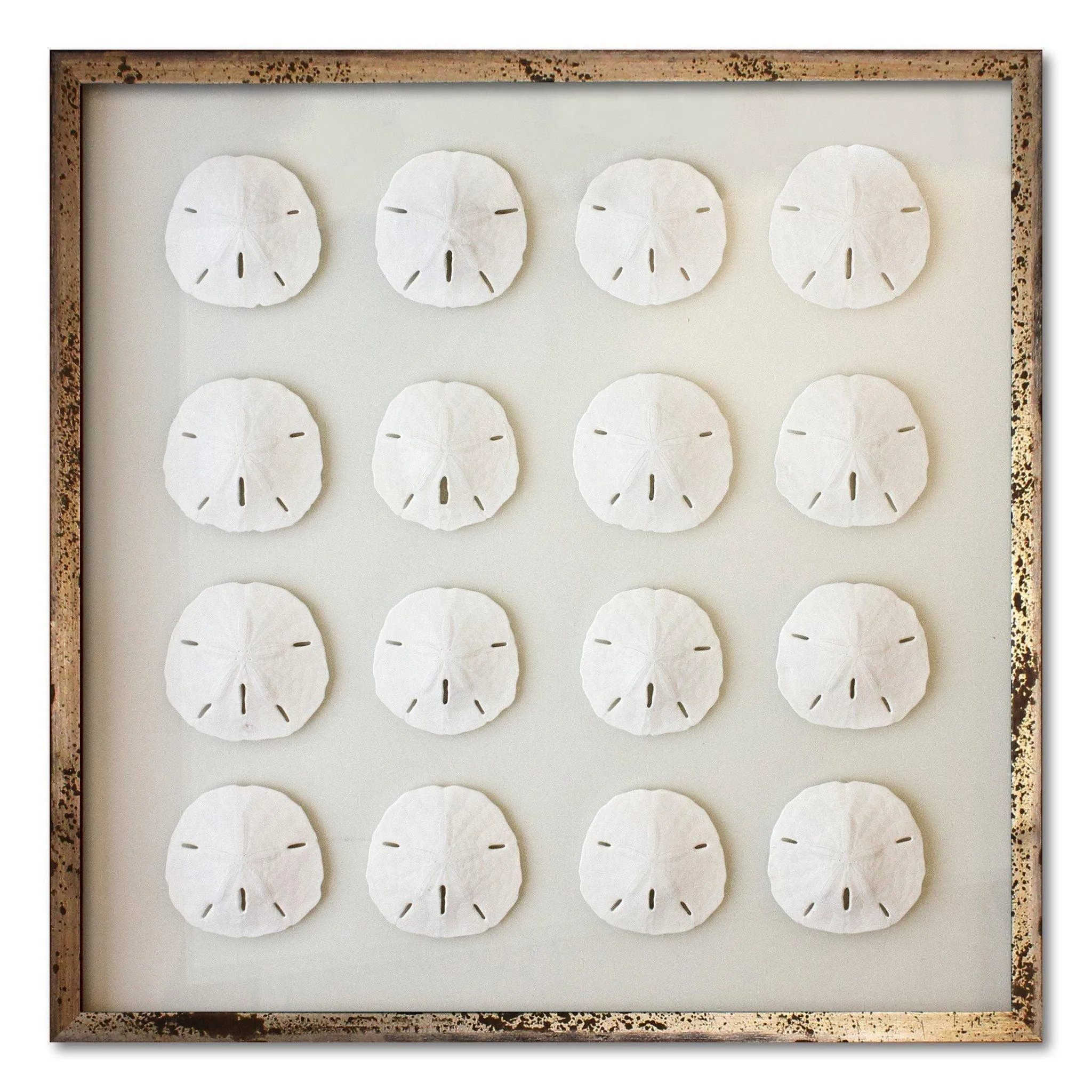 16 Florida Sand Dollars Nautical Coastal Beach Wall Art- Available in a Variety of Frames & Sizes