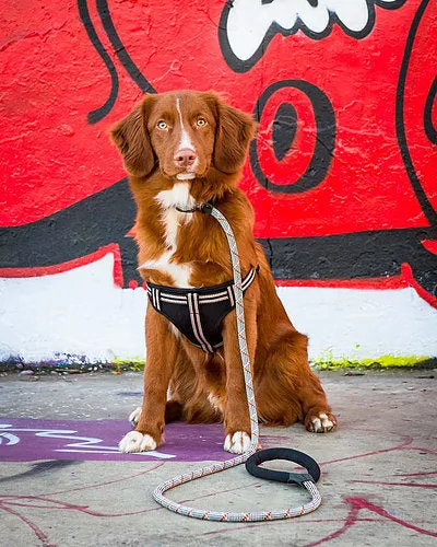 Black Padded Reflective Dog Harness