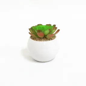 Echeveria Succulent Pot