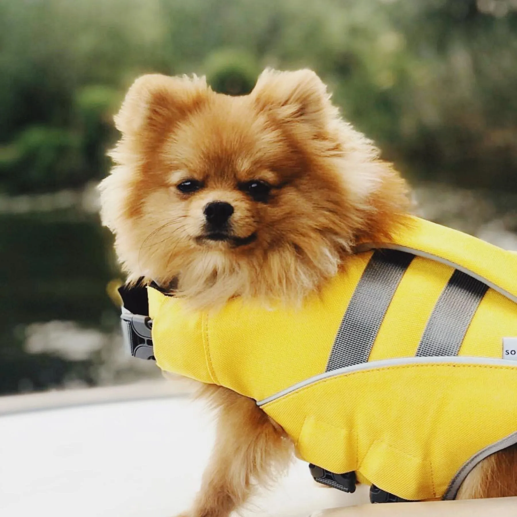 Life Jacket for dogs "Lifeguard" - Yellow